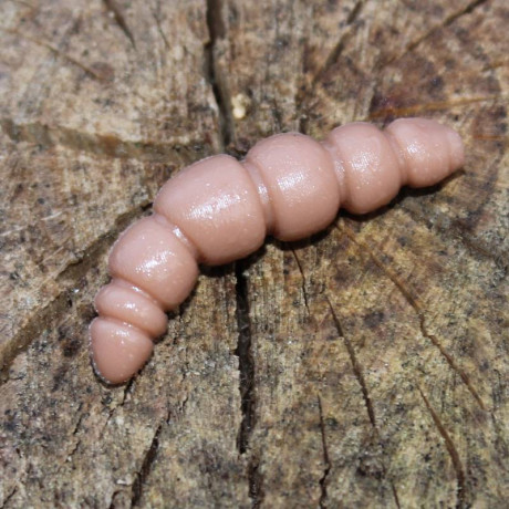 Harmony Baits Larva Apod 43mm 9pcs barva 021 coffee Milk 9 pcs příchuť sýr