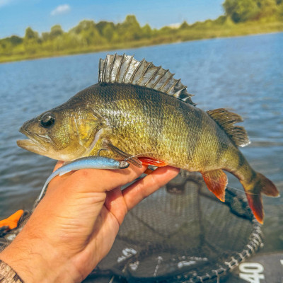 Perch Professor Freakin Minnow 4””/10cm 10 Pro Mix - 4pcs