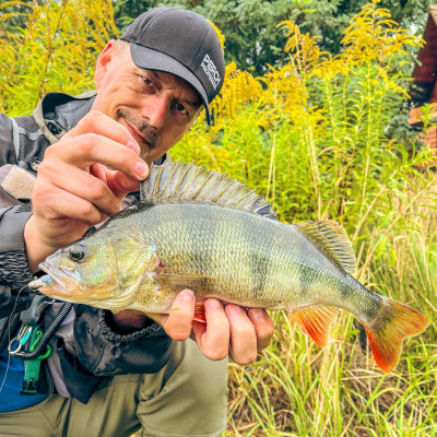 Perch Professor Freakin Minnow 4””/10cm 10 Pro Mix - 4pcs