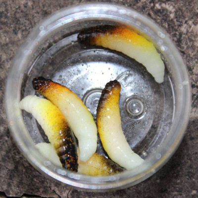 CzNymph Tinny Larva 30mm GRT (5 kusů) příchuť sýr