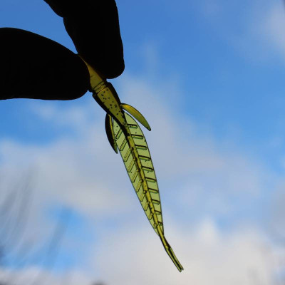 Prospin Baits Leaf 3" 7,5cm 10 pcs barva 01 Glass Caramel aroma sýr