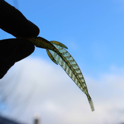 Prospin Baits Leaf 3" 7,5cm 10 pcs barva 05 aroma sýr