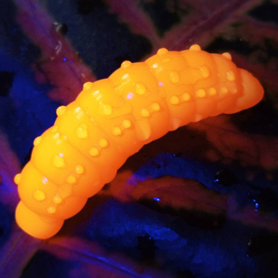 Nilsofky Bruncho 36mm 2,1g (balení 8 ks) barva 050 Fluo Orange aroma sýr