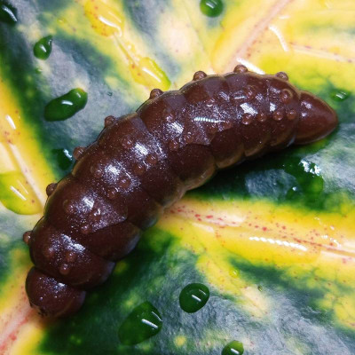 Nilsofky Bruncho 36mm 2,1g (balení 8 ks) barva 21 Catchy Brown UVaroma sýr