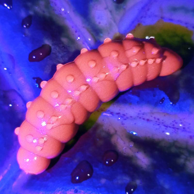 Nilsofky Bruncho 36mm 2,1g (balení 8 ks) barva 21 Catchy Brown UVaroma sýr