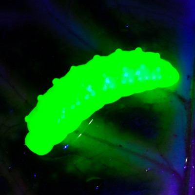 Nilsofky Bruncho 36mm 2,1g (balení 8 ks) barva 52 Fluo Chartreusearoma sýr