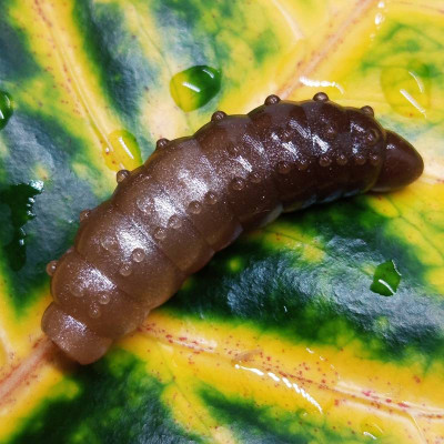 Nilsofky Bruncho 36mm 2,1g (balení 8 ks) barva DB320 UV (Cashmere UV + Catchy Brown UV)aroma sýr