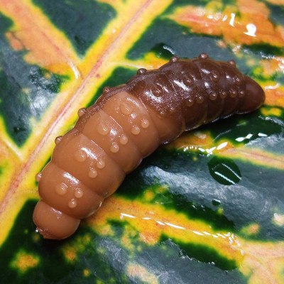 Nilsofky Bruncho 36mm 2,1g (balení 8 ks) barva B328 UV (NS Brown UV + Catchy Brown UV) aroma sýr