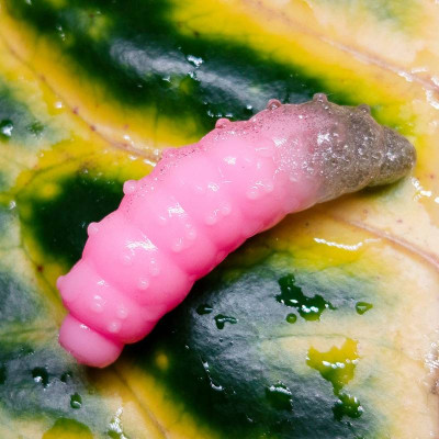 Nilsofky Bruncho 36mm 2,1g (balení 8 ks) barva DB365 UV (Pink UV + Silver Ghost UV) aroma sýr