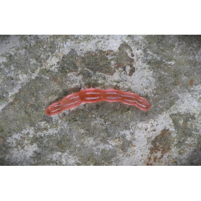 CZNymph Ochotka 30mm RD (balení 10 kusů)