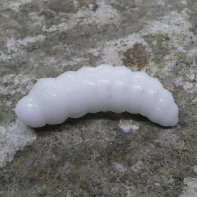 CzNymph Caterpillar 30mm White (10 kusů) příchuť sýr