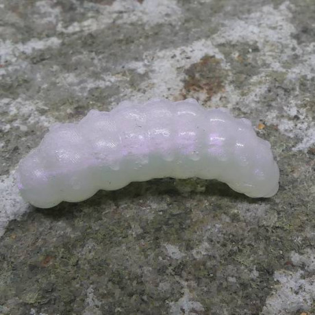 CzNymph Caterpillar 30mm Baby IV (10 kusů) příchuť sýr