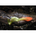 Orka shad tail 13cm  WB