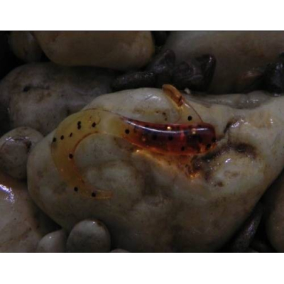 Twister Orka Tail T-5cm-R