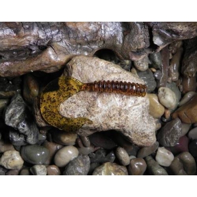 Twister Orka Reaper T-14cm-BR