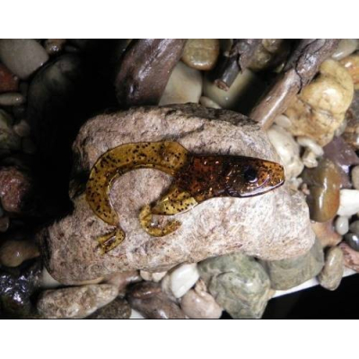 Orka Double tail 10cm BR