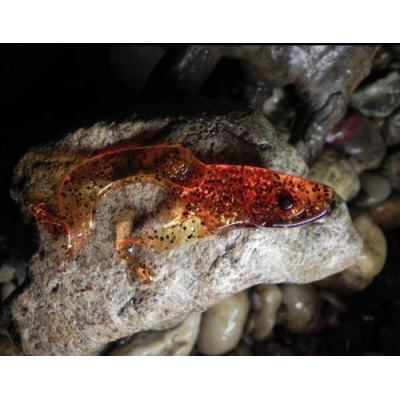 Orka Double tail 10cm R