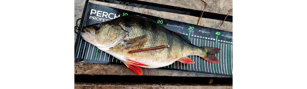 Perch Professor - specialista na lov okounů