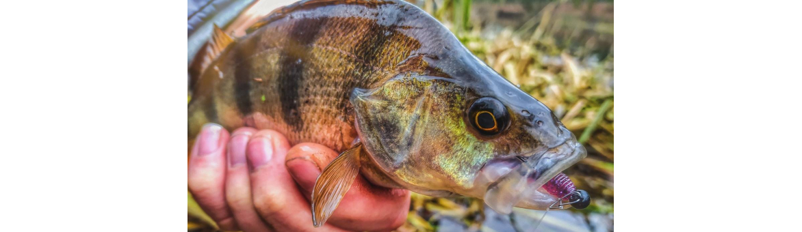 Perch Professor F**king Leech