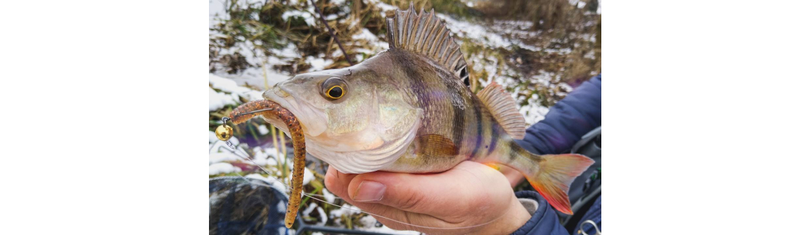 Perch Professor Flying worm