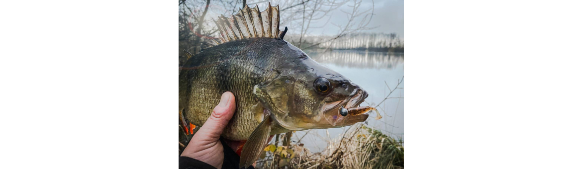 Ripper na okouny Perch Professor Fluky Shad