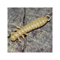 Larva Lux