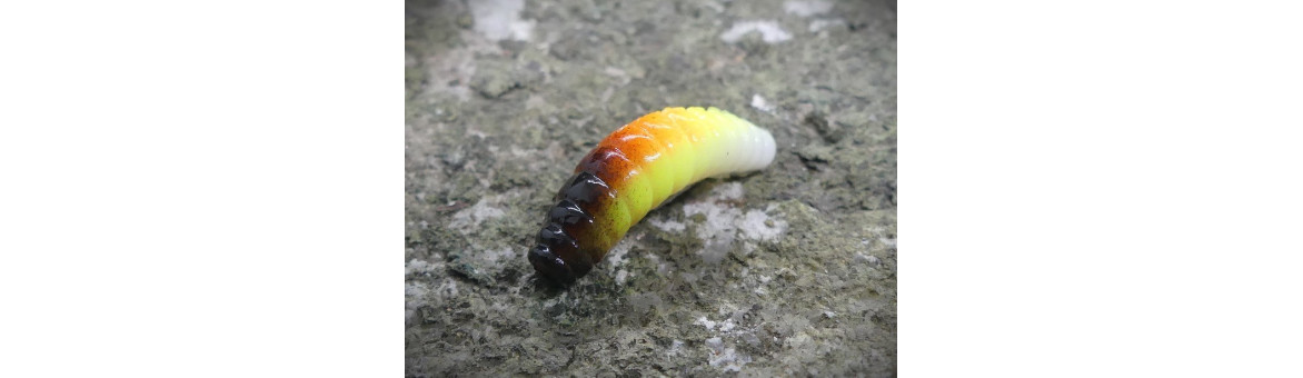 Crazy Maggot 22mm