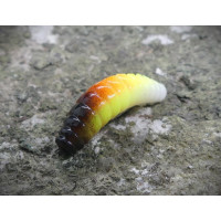 Crazy Maggot 22mm