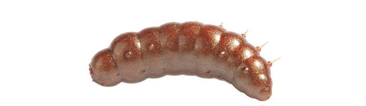 Fat Larva 40mm