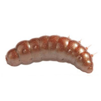 Fat Larva 40mm
