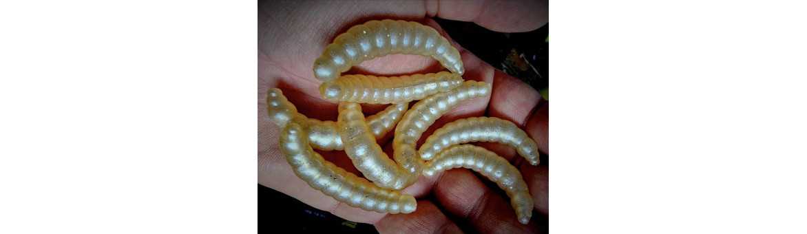 Larva Worm 50mm Trout Area