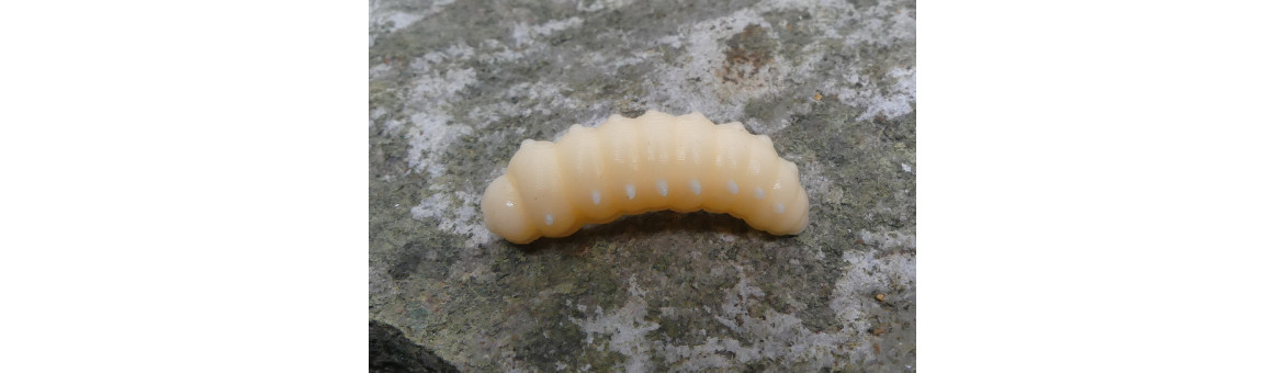 Imitace Housenky CzNymh Caterpillar 30mm - skvělá nástraha na pstruhy