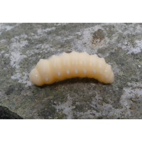 Caterpillar 30mm