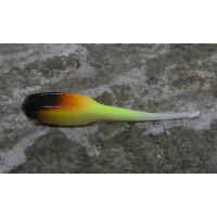 Urchin Pintail 50mm