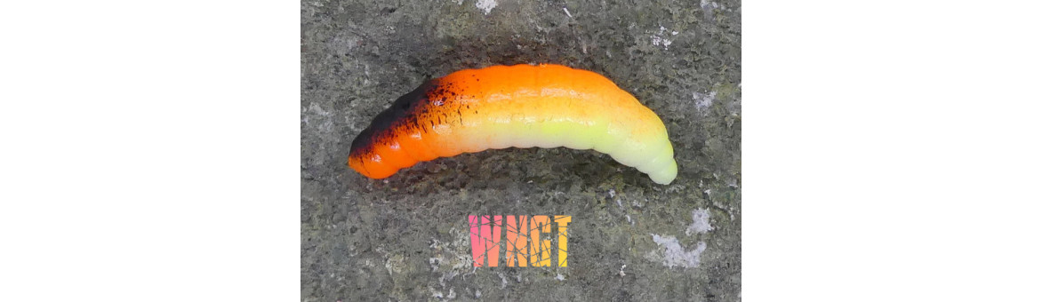 CzNymph Tiny Larva 30mm - skvělá nástraha na pstruhy, jelce a parmy