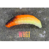 Tinny Larva 30mm