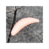 Maggot 35mm