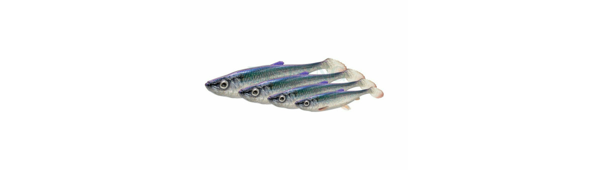 3D Herring Shad V2