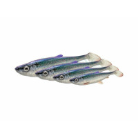 3D Herring Shad V2