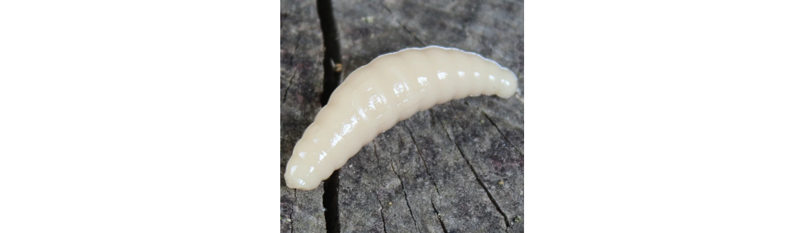 Maggot 40mm