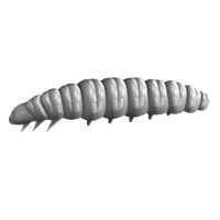 Larva