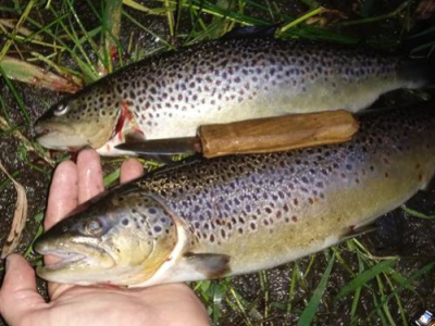 Pstruzi potoční moderní doby, granuláči na mimopstruhovych vodách.